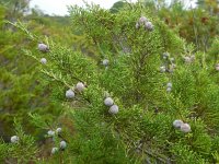 Juniperus phoenicea 30, Saxifraga-Ed Stikvoort