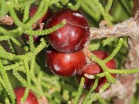 Juniperus phoenicea 39, Fenicische jeneverbes, Saxifraga-Sytske Dijksen
