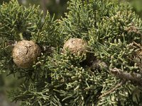 Juniperus phoenicea 4, Saxifraga-Jan van der Straaten