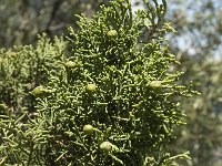 Juniperus phoenicea 5, Saxifraga-Jan van der Straaten