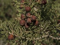 Juniperus phoenicea 8, Saxifraga-Willem van Kruijsbergen