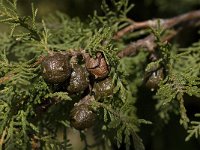 Juniperus phoenicea 9, Saxifraga-Willem van Kruijsbergen