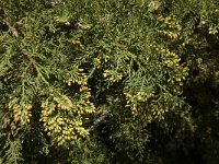 Juniperus phoenicea ssp phoenicea 10, Saxifraga-Jan van der Straaten