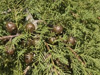 Juniperus phoenicea ssp phoenicea 14, Saxifraga-Jan van der Straaten