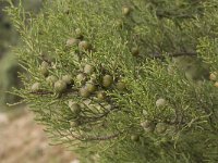 Juniperus phoenicea ssp turbinata 11, Saxifraga-Jan van der Straaten