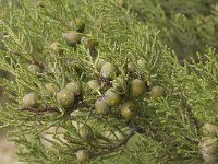 Juniperus phoenicea ssp turbinata 12, Saxifraga-Jan van der Straaten