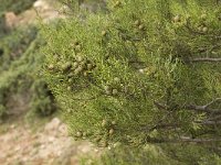 Juniperus phoenicea ssp turbinata 13, Saxifraga-Jan van der Straaten