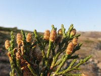 Juniperus sabina 2, Saxifraga-Jasenka Topic