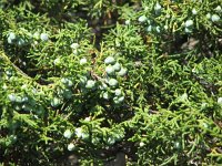 Juniperus sabina 3, Saxifraga-Jasenka Topic