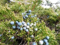 Juniperus sabina 4, Saxifraga-Simone van Velzen