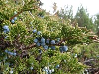 Juniperus sabina 5, Saxifraga-Simone van Velzen