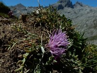 Jurinea humilis