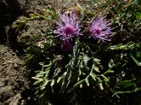 Jurinea humilis 2, Saxifraga-Ed Stikvoort : Espinama - Fuente Dé - Regugio de Aliva s9900