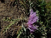 Jurinea humilis 4, Saxifraga-Ed Stikvoort : Espinama - Fuente Dé - Regugio de Aliva s9900