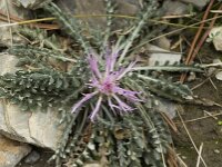 Jurinea humilis 5, Saxifraga-Jan van der Straaten