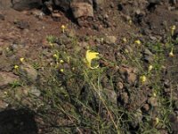 Kickxia scoparia 3, Saxifraga-Michiel Drok