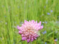 Knautia drymeia 3, Saxifraga-Rutger Barendse