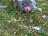 Knautia illyrica 3, Saxifraga-Jan van der Straaten