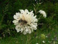 Knautia kitaibelii 2, Saxifraga-Jan Willem Jongepier