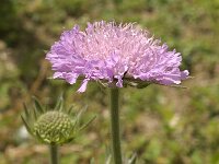 Knautia longifolia 2, Saxifraga-Jan van der Straaten