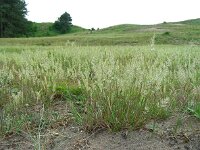 Koeleria albescens 10, Duinfakkelgras, Saxifraga-Ed Stikvoort