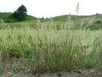 Koeleria albescens 11, Duinfakkelgras, Saxifraga-Ed Stikvoort