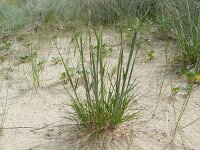 Koeleria albescens 12, Duinfakkelgras, Saxifraga-Rutger Barendse