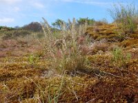 Koeleria albescens 13, Duinfakkelgras, Saxifraga-Peter Meininger