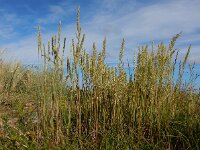 Koeleria albescens 2, Duinfakkelgras, Saxifraga-Ed Stikvoort