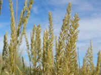 Koeleria albescens 3, Duinfakkelgras, Saxifraga-Ed Stikvoort