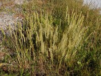 Koeleria albescens 4, Duinfakkelgras, Saxifraga-Ed Stikvoort