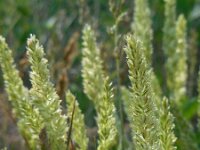 Koeleria albescens 8, Duinfakkelgras, Saxifraga-Ed Stikvoort