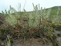 Koeleria albescens 9, Duinfakkelgras, Saxifraga-Ed Stikvoort
