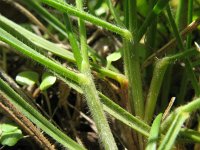 Koeleria macrantha, Crested Hair-grass