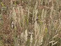 Koeleria macrantha 12, Smal fakkelgras, Saxifraga-Willem van Kruijsbergen