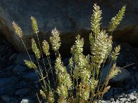 Koeleria vallesiana
