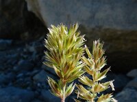 Koeleria vallesiana 2, Saxifraga-Ed Stikvoort : Espinama - Fuente Dé - Regugio de Aliva s9900