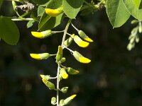 Laburnum anagyroides 11, Gouden regen, Saxifraga-Jan van der Straaten