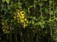 Laburnum anagyroides 17, Gouden regen, Saxifraga-Jan van der Straaten
