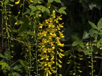 Laburnum anagyroides 18, Gouden regen, Saxifraga-Jan van der Straaten