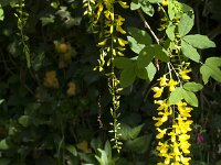 Laburnum anagyroides 20, Gouden regen, Saxifraga-Jan van der Straaten