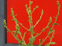 Lactuca sativa 2, Sla, Saxifraga-Ed Stikvoort