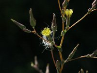 Lactuca serriola 2, Kompassla, Saxifraga-Jan van der Straaten