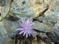 Lactuca tenerrima 4, Saxifraga-Ed Stikvoort : Poncebos - Cordiñanes de Valdeón s9900