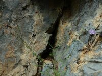 Lactuca tenerrima 5, Saxifraga-Ed Stikvoort : Poncebos - Cordiñanes de Valdeón s9900