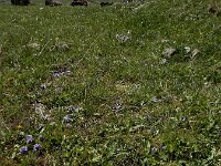 Lagotis stolonifera 4, Saxifraga-Ed Stikvoort : Noord van Gyumri A900
