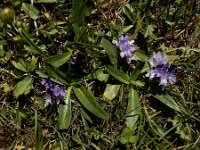 Lagotis stolonifera 5, Saxifraga-Ed Stikvoort : Noord van Gyumri A900