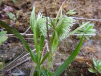 Lamarckia aurea 13, Pluimstaartje, Saxifraga-Michiel Drok