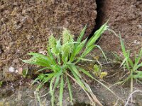 Lamarckia aurea 14, Pluimstaartje, Saxifraga-Michiel Drok
