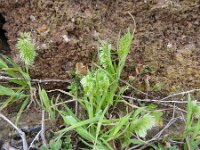 Lamarckia aurea 15, Pluimstaartje, Saxifraga-Michiel Drok